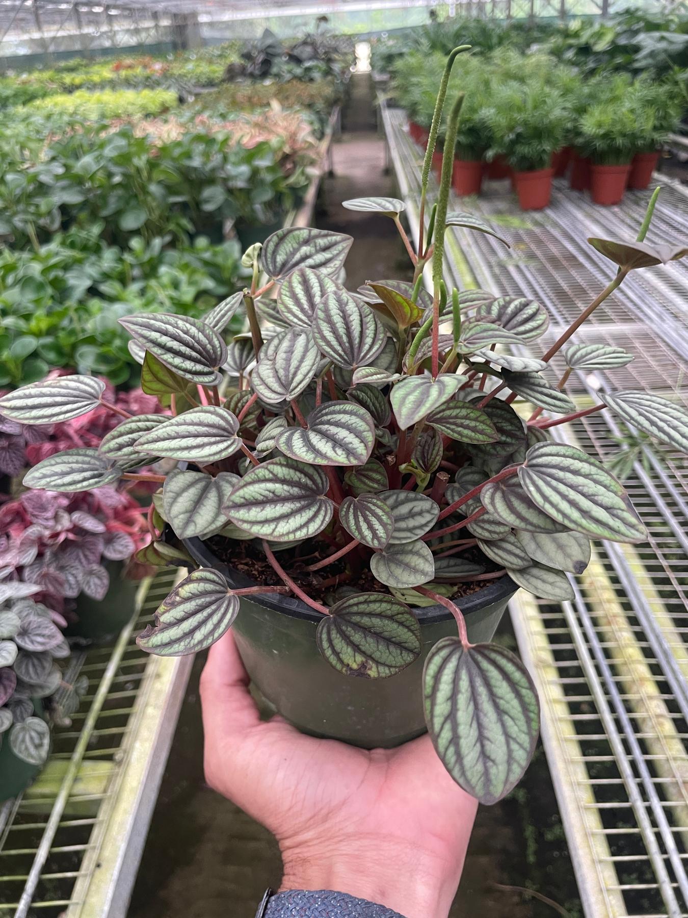 Peperomia 'Picollo Banda'-Indoor Plants-The Succulent Source