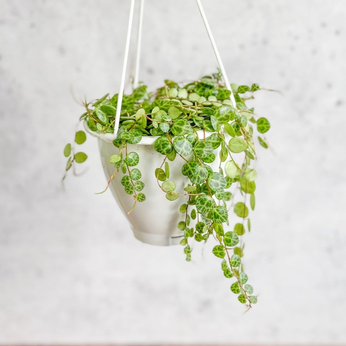 Peperomia Prostrata - ‘String of Turtles’ Hanging Basket-Potted Houseplants-The Succulent Source