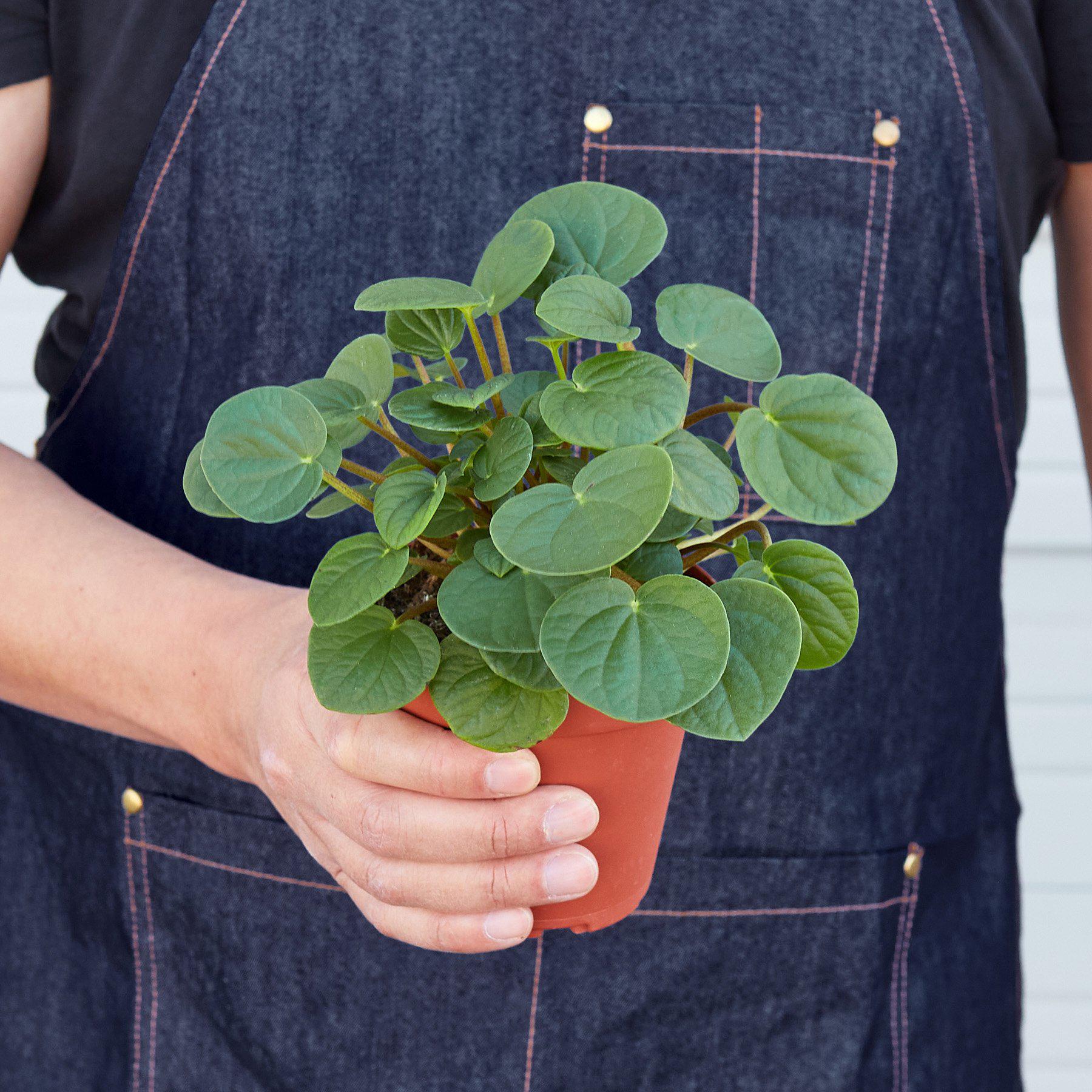 Peperomia 'Rana Verde'-Indoor Plants-The Succulent Source
