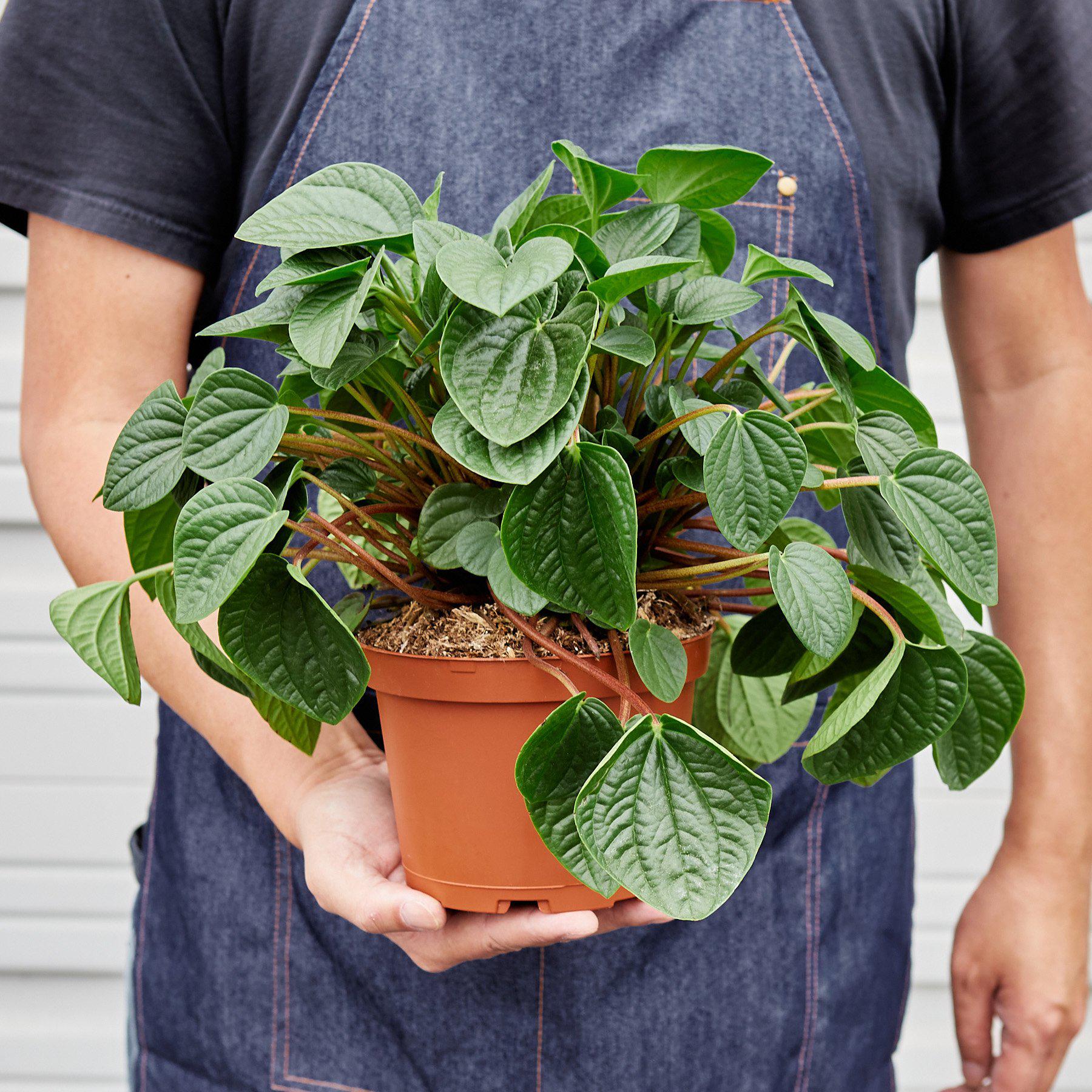 Peperomia 'Rana Verde'-Indoor Plants-The Succulent Source