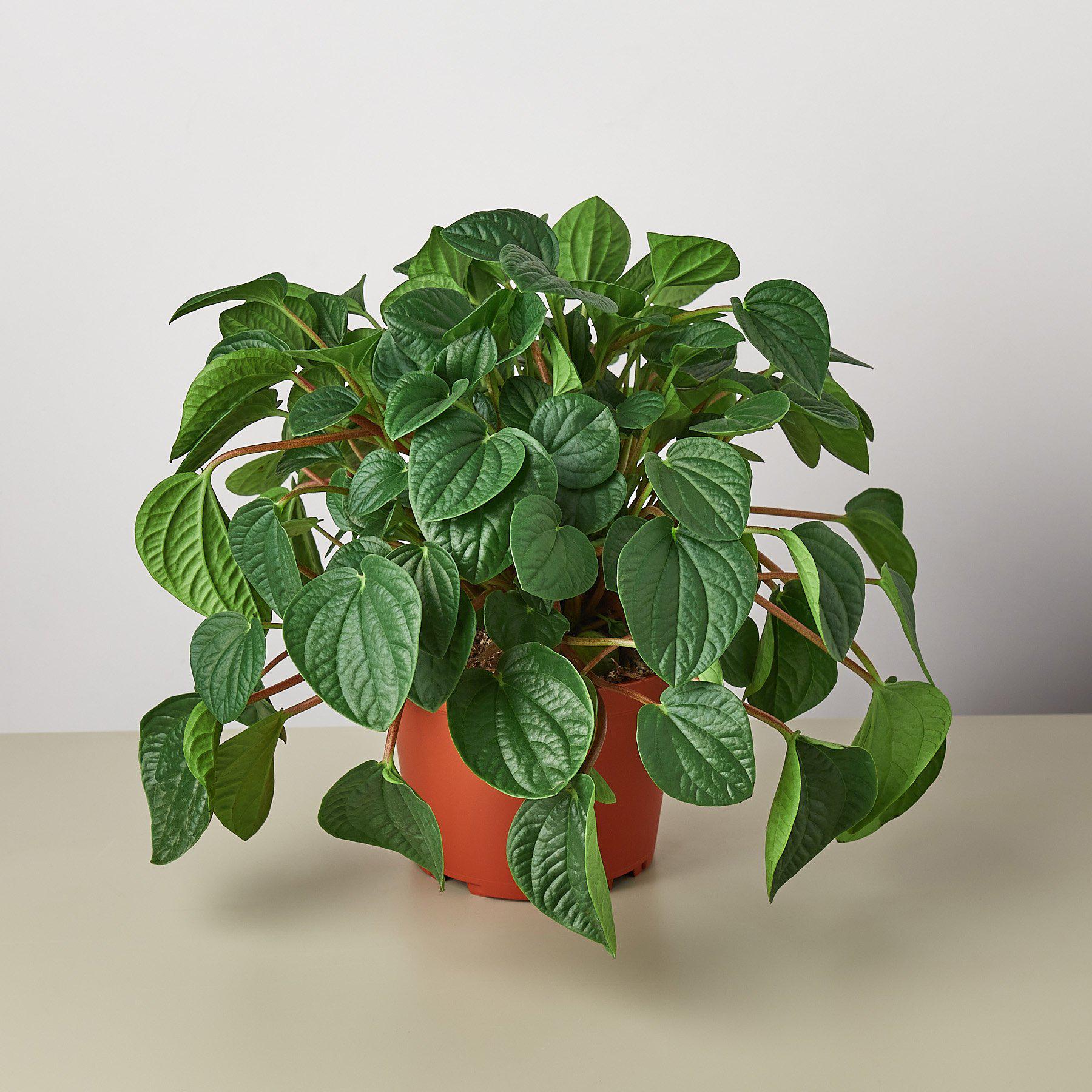 Peperomia 'Rana Verde'-Indoor Plants-The Succulent Source