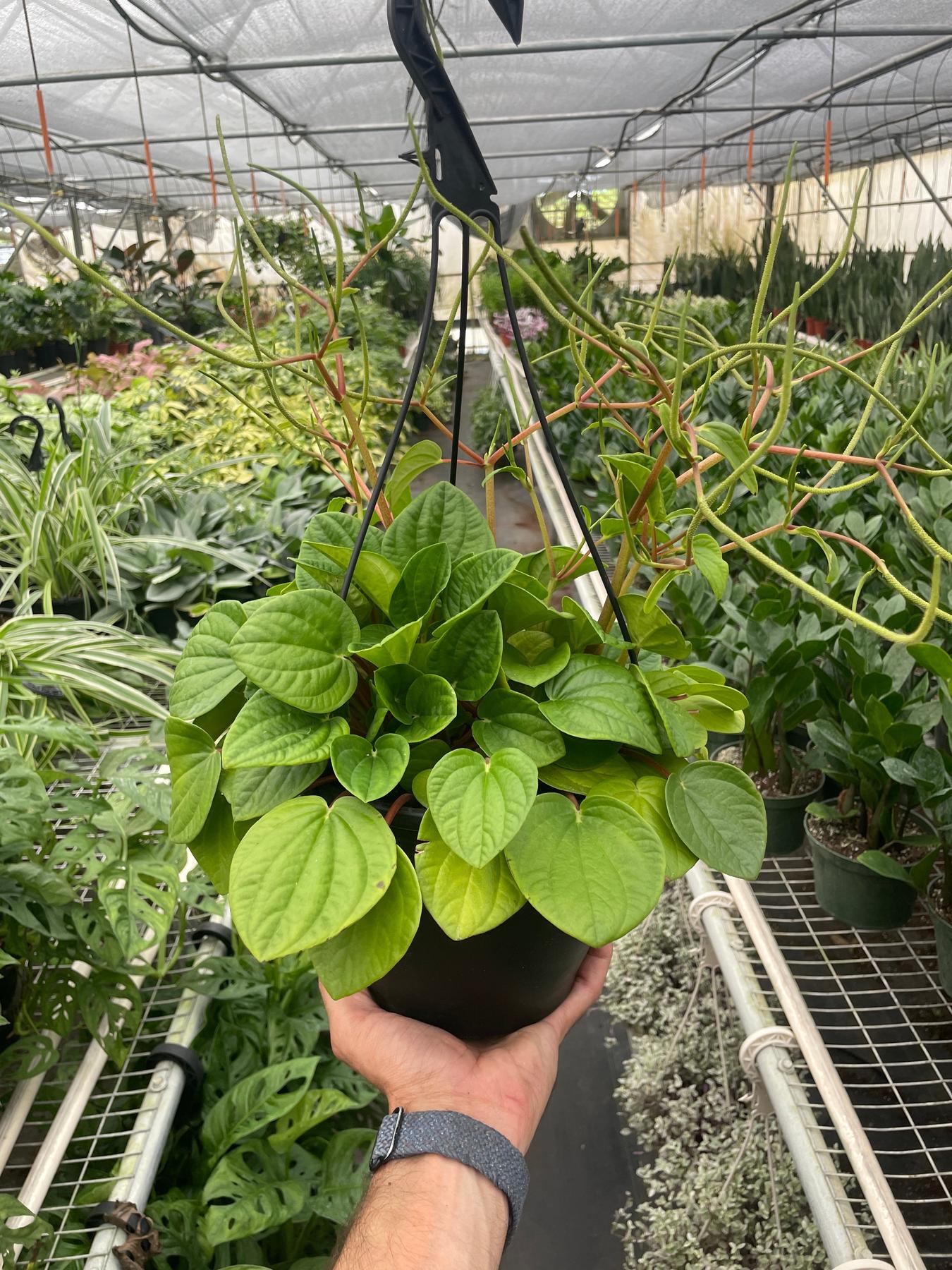Peperomia 'Rana Verde'-Indoor Plants-The Succulent Source