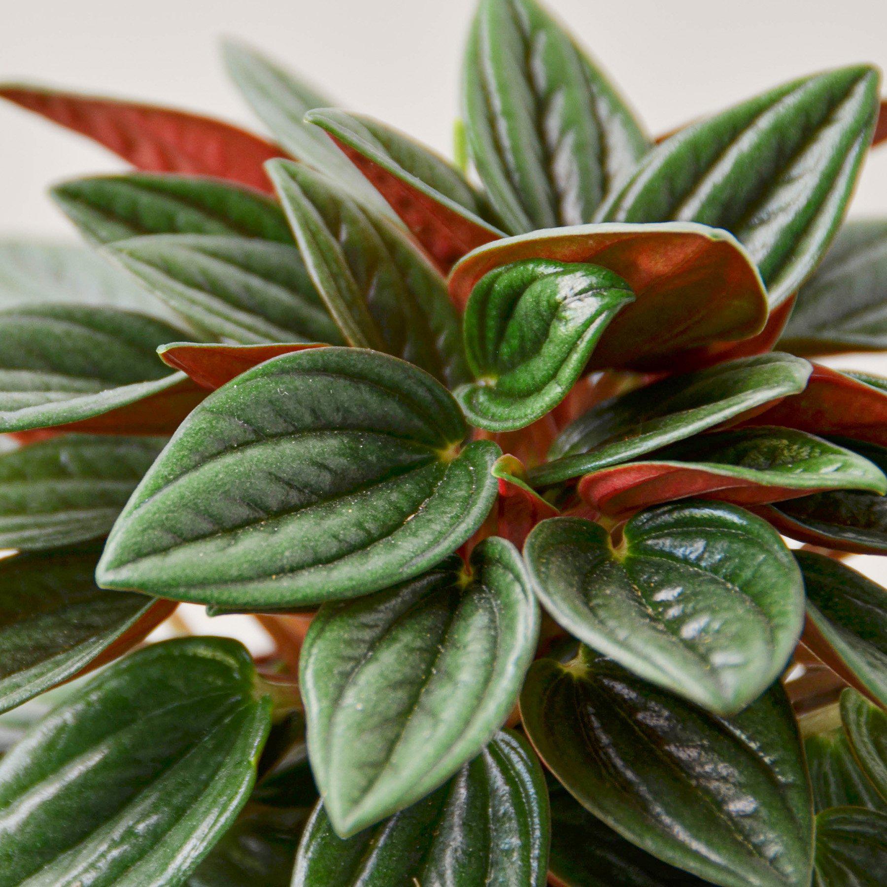 Peperomia 'Rosso'-Indoor Plants-The Succulent Source