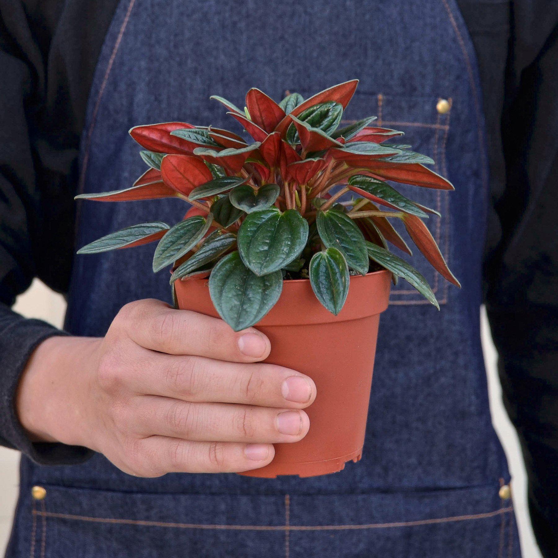 Peperomia 'Rosso'-Indoor Plants-The Succulent Source