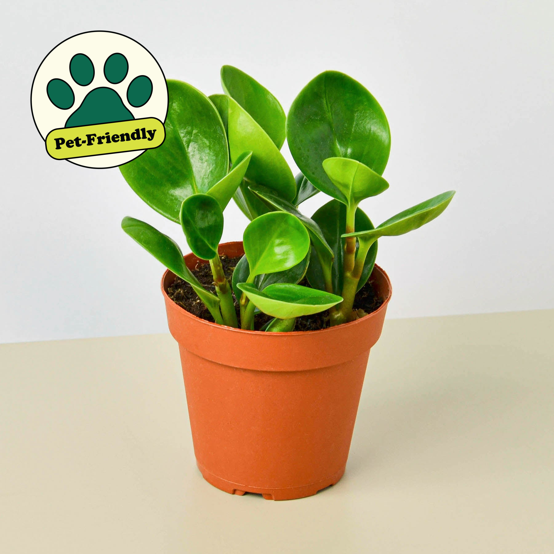 Peperomia Thailand-Indoor Plants-The Succulent Source