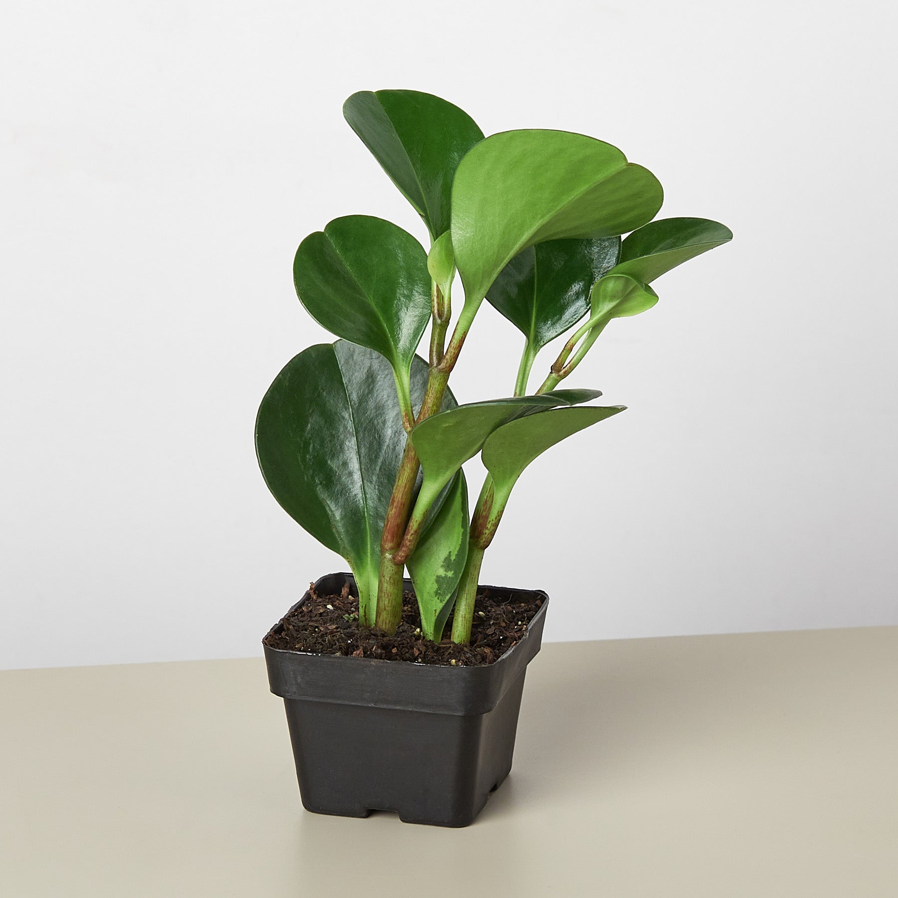 Peperomia Thailand-Indoor Plants-The Succulent Source