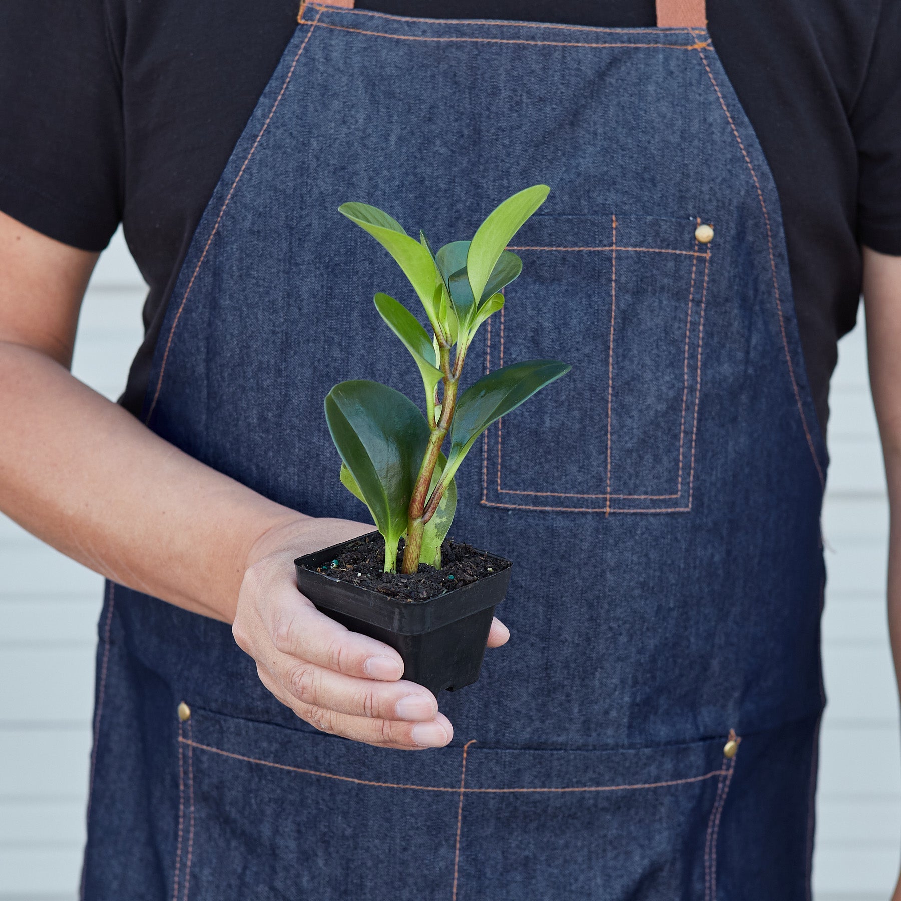Peperomia Thailand-Indoor Plants-The Succulent Source