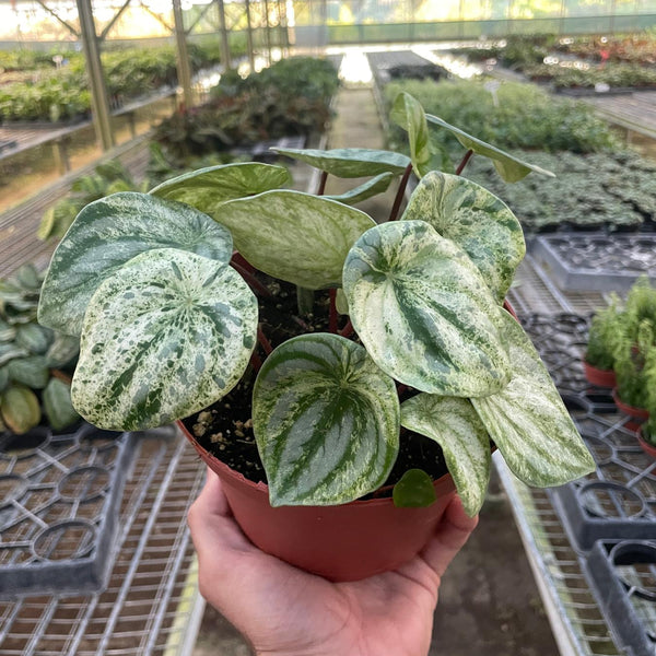 Peperomia-Watermelon-