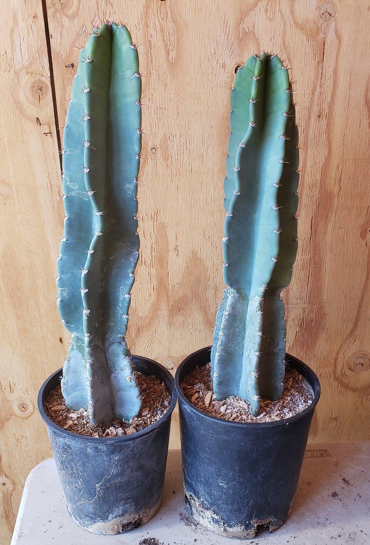 Cereus Peruvianus & Monstrose aka Peruvian Apple Ornamental Cactus Potted & Cuttings-Cactus - Cutting-The Succulent Source