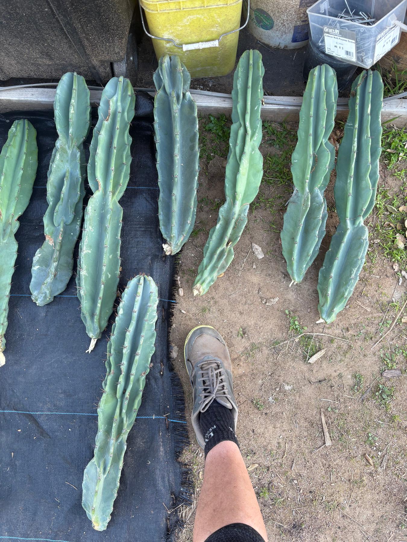 Peruvian Apple Cactus aka Cereus Peruvianus & Monstrose Potted & Cuttings-Cactus - Cutting-The Succulent Source