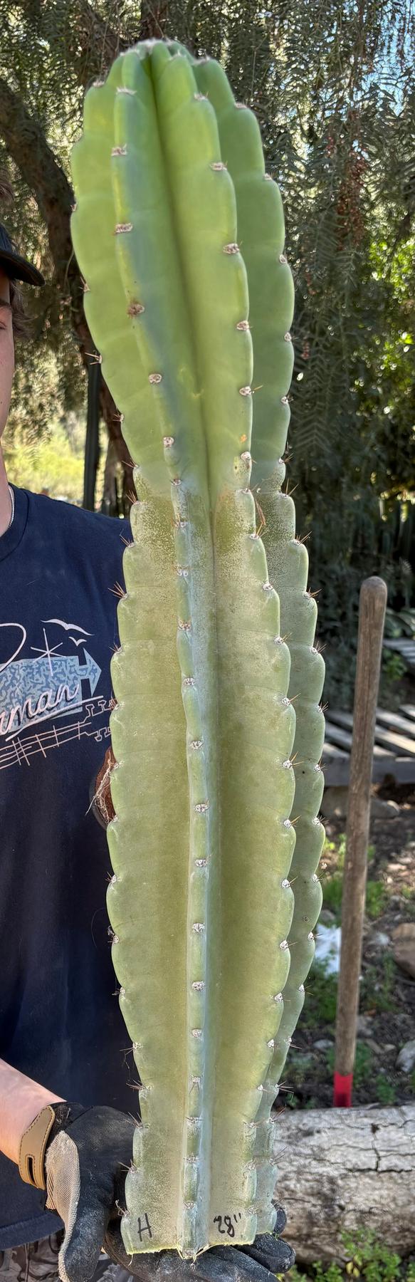 Peruvian Apple Cactus aka Cereus Peruvianus & Monstrose Potted & Cuttings-Cactus - Cutting-The Succulent Source