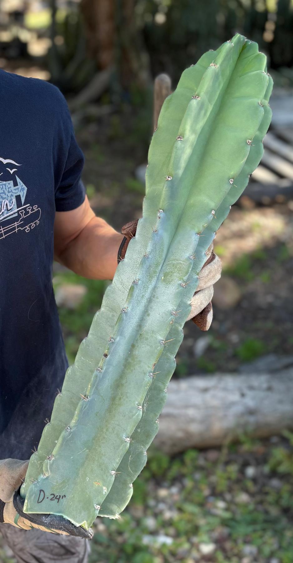 Peruvian Apple Cactus aka Cereus Peruvianus & Monstrose Potted & Cuttings-Cactus - Cutting-The Succulent Source