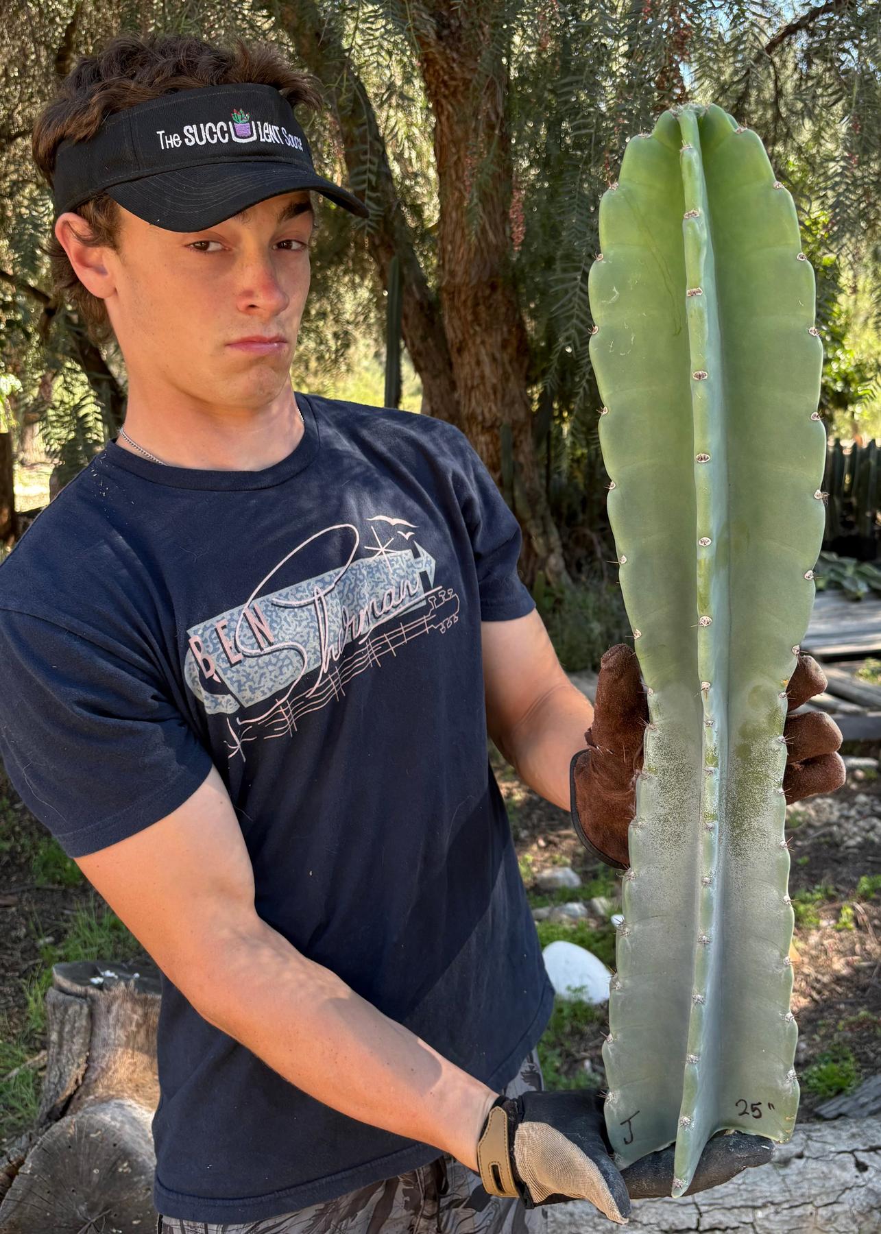 Peruvian Apple Cactus aka Cereus Peruvianus & Monstrose Potted & Cuttings-Cactus - Cutting-The Succulent Source