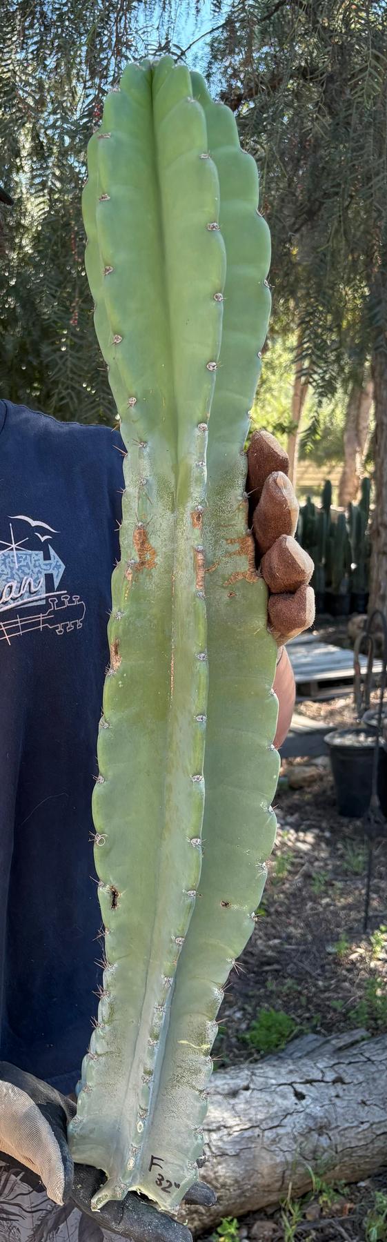 Peruvian Apple Cactus aka Cereus Peruvianus & Monstrose Potted & Cuttings-Cactus - Cutting-The Succulent Source