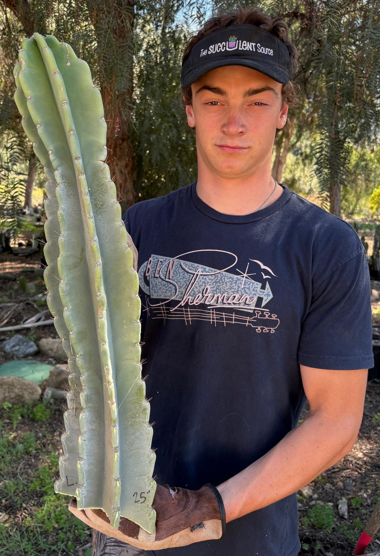 Peruvian Apple Cactus aka Cereus Peruvianus & Monstrose Potted & Cuttings-Cactus - Cutting-The Succulent Source