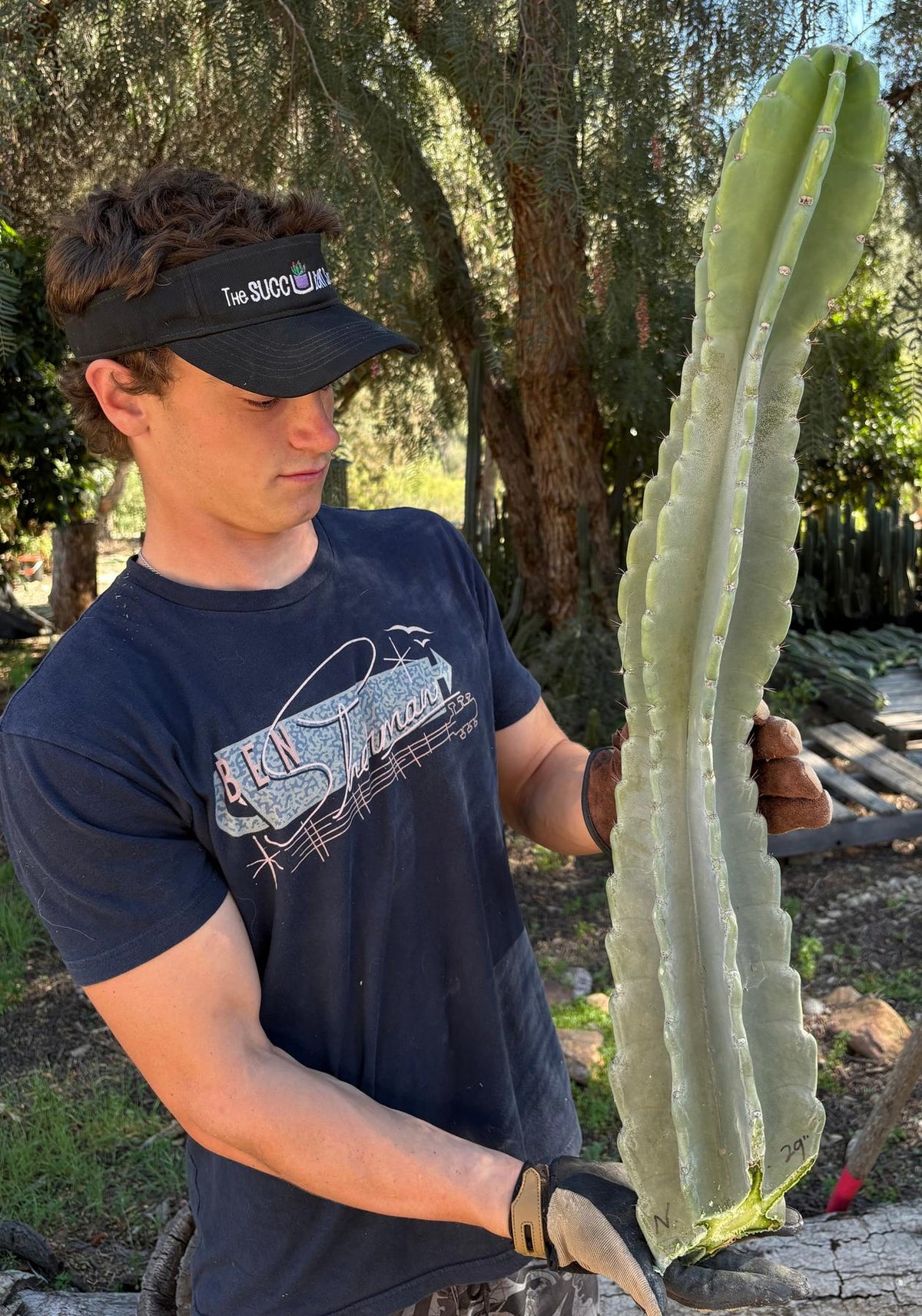 Peruvian Apple Cactus aka Cereus Peruvianus & Monstrose Potted & Cuttings-Cactus - Cutting-The Succulent Source