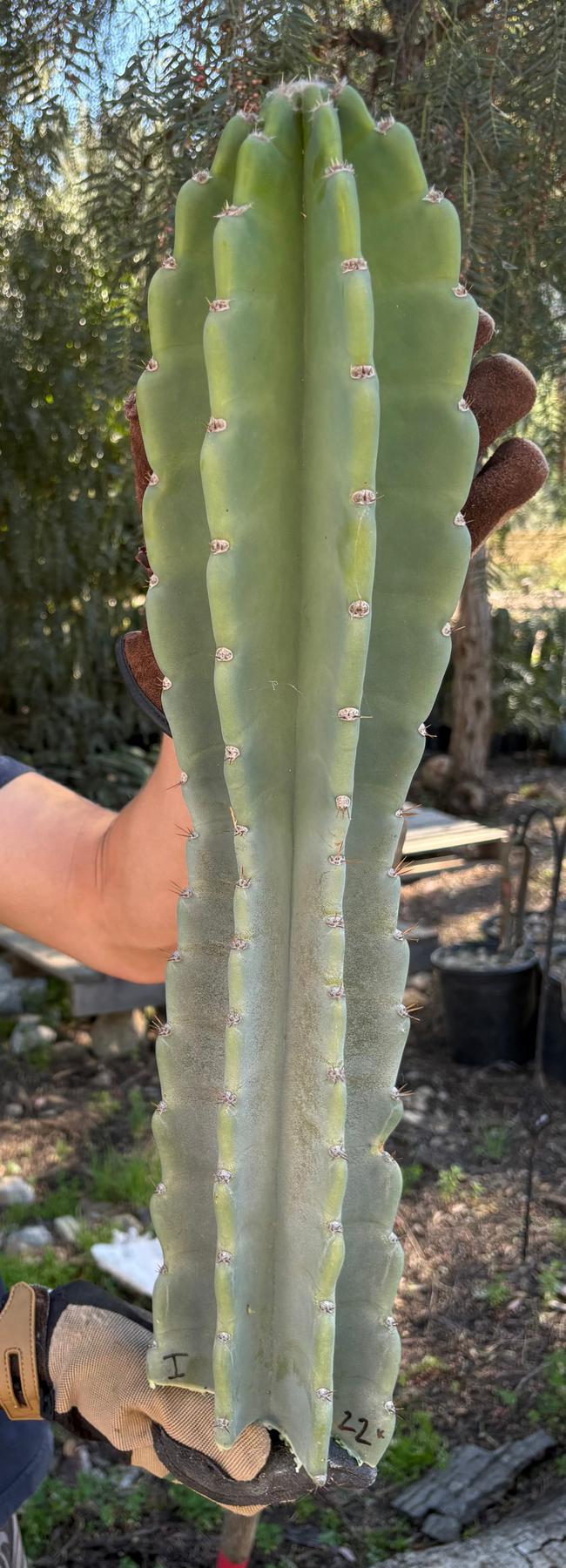 Peruvian Apple Cactus aka Cereus Peruvianus & Monstrose Potted & Cuttings-Cactus - Cutting-The Succulent Source