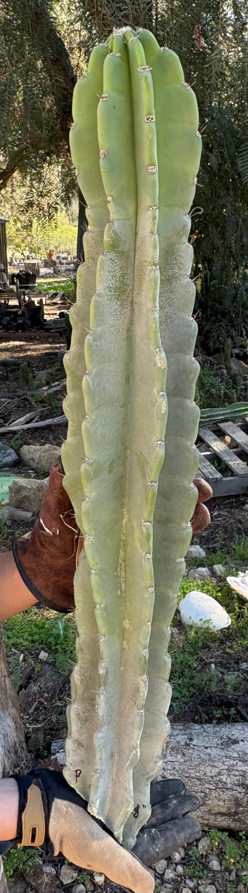 Peruvian Apple Cactus aka Cereus Peruvianus & Monstrose Potted & Cuttings-Cactus - Cutting-The Succulent Source