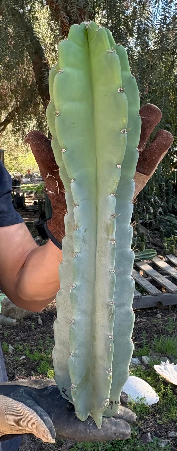 Peruvian Apple Cactus aka Cereus Peruvianus & Monstrose Potted & Cuttings-Cactus - Cutting-The Succulent Source