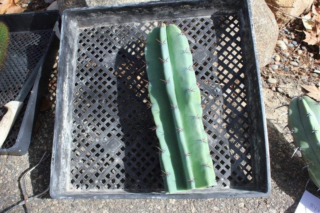 Peruvian Apple Cactus Cutting bulk wholesale succulent prices at the succulent source - 1