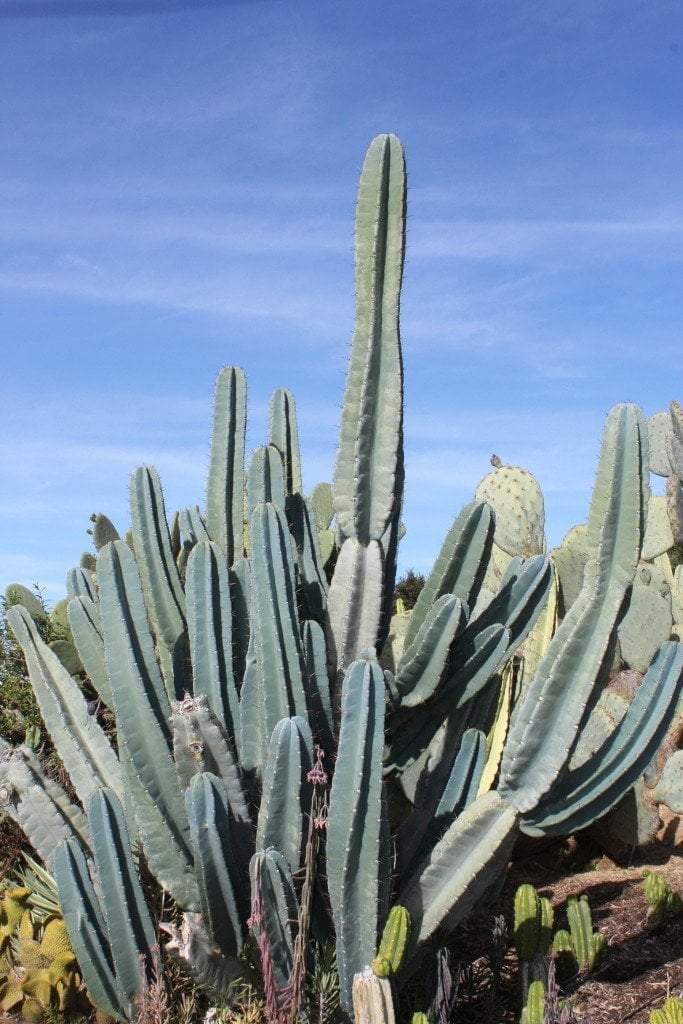 Peruvian Apple Cactus Cutting bulk wholesale succulent prices at the succulent source - 4
