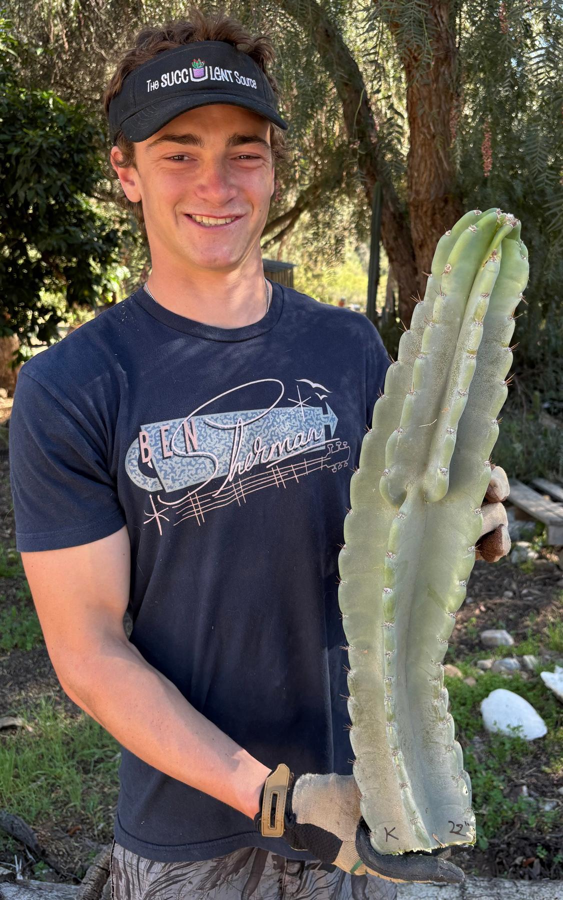 Peruvian Apple Cactus aka Cereus Peruvianus & Monstrose Potted & Cuttings-Cactus - Cutting-The Succulent Source