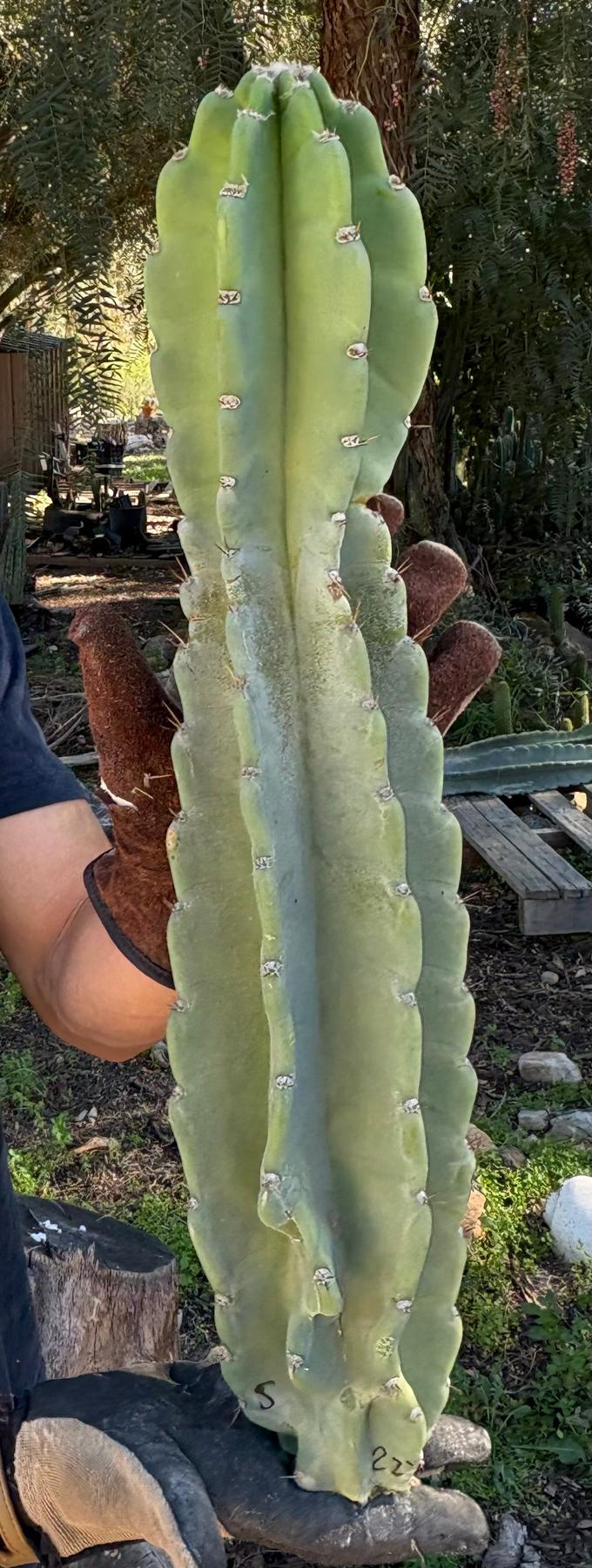 Peruvian Apple Cactus aka Cereus Peruvianus & Monstrose Potted & Cuttings-Cactus - Cutting-The Succulent Source
