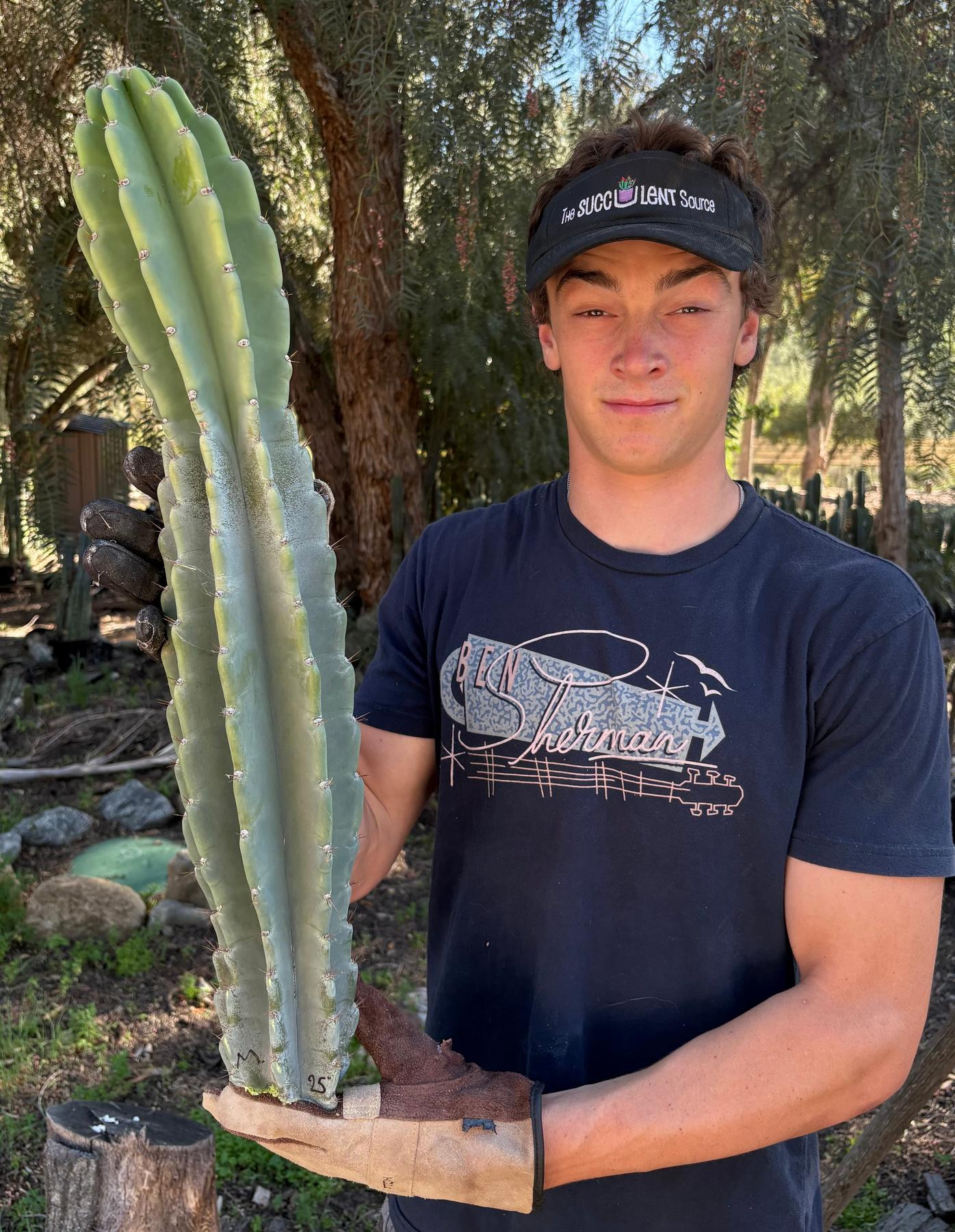 Peruvian Apple Cactus aka Cereus Peruvianus & Monstrose Potted & Cuttings-Cactus - Cutting-The Succulent Source
