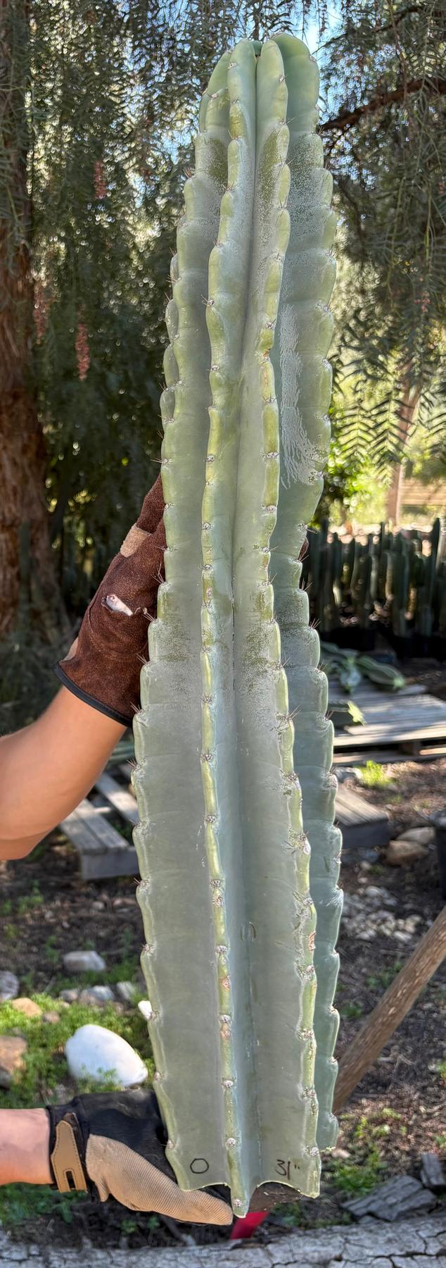 Peruvian Apple Cactus aka Cereus Peruvianus & Monstrose Potted & Cuttings-Cactus - Cutting-The Succulent Source