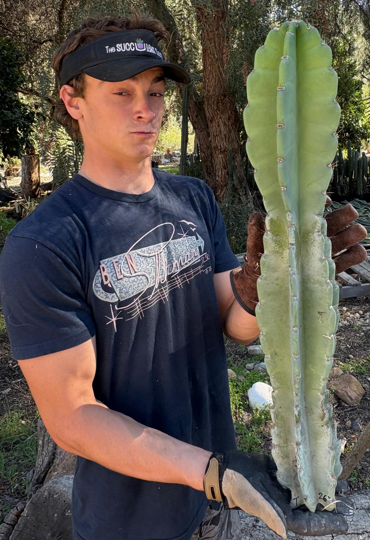 Peruvian Apple Cactus aka Cereus Peruvianus & Monstrose Potted & Cuttings-Cactus - Cutting-The Succulent Source