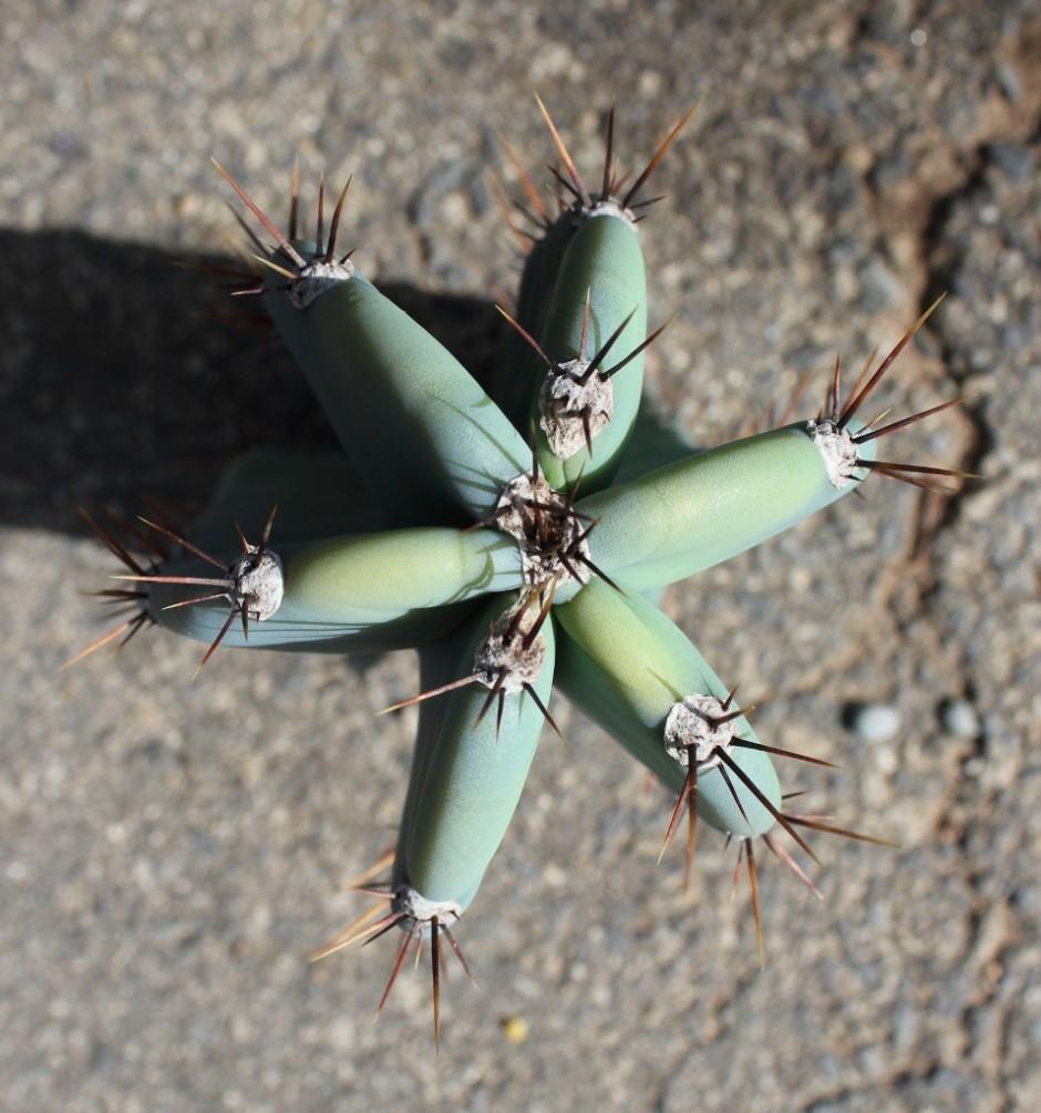 Peruvian Apple Cactus Cutting bulk wholesale succulent prices at the succulent source - 2