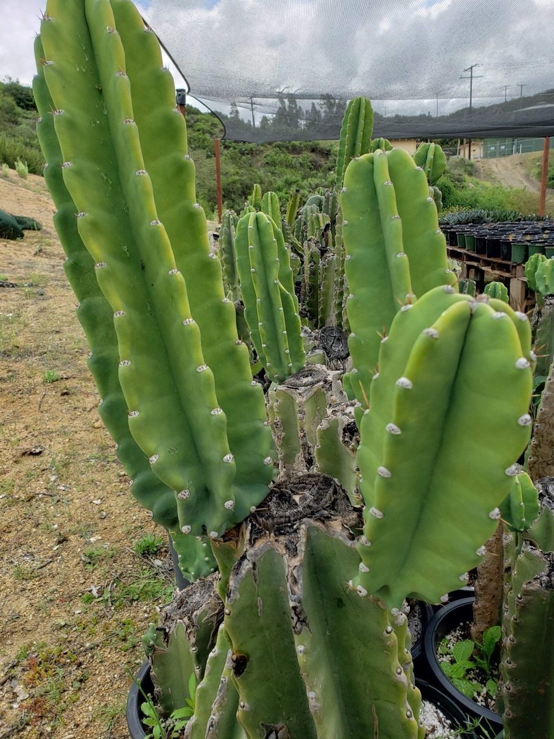 Cereus Peruvianus & Monstrose aka Peruvian Apple Ornamental Cactus Cuttings-Cactus - Cutting-The Succulent Source