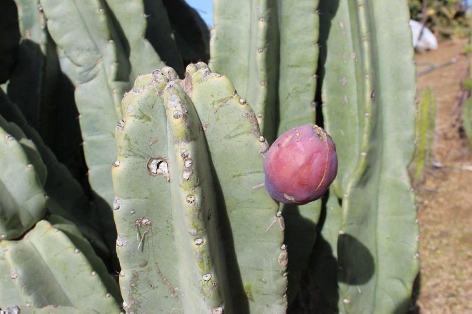 Peruvian Apple Cactus Cutting bulk wholesale succulent prices at the succulent source - 3
