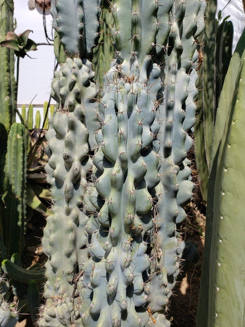 Cereus Peruvianus & Monstrose aka Peruvian Apple Ornamental Cactus Cuttings-Cactus - Cutting-The Succulent Source