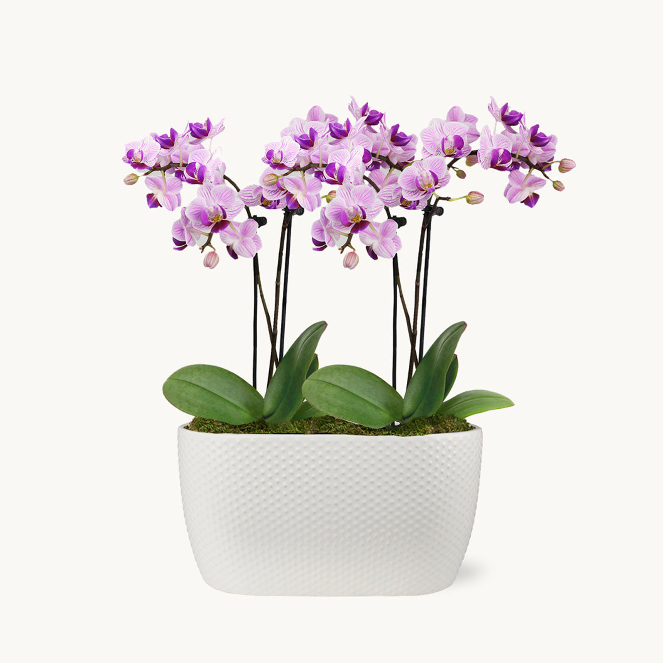 Petite Purple Passion Twins-Plants-The Succulent Source