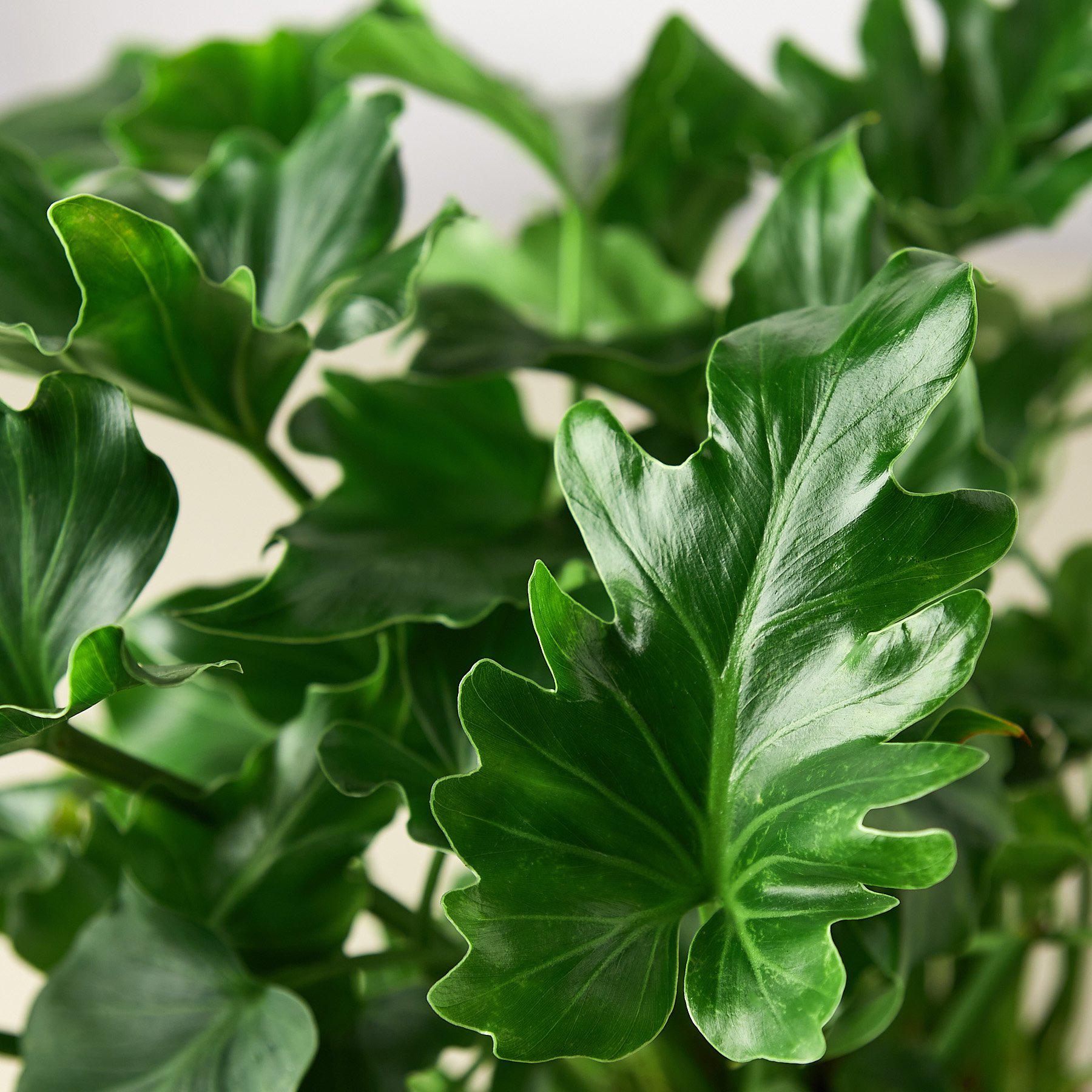 Philodendron ‚ÄòLittle Hope'-Indoor Plants-The Succulent Source