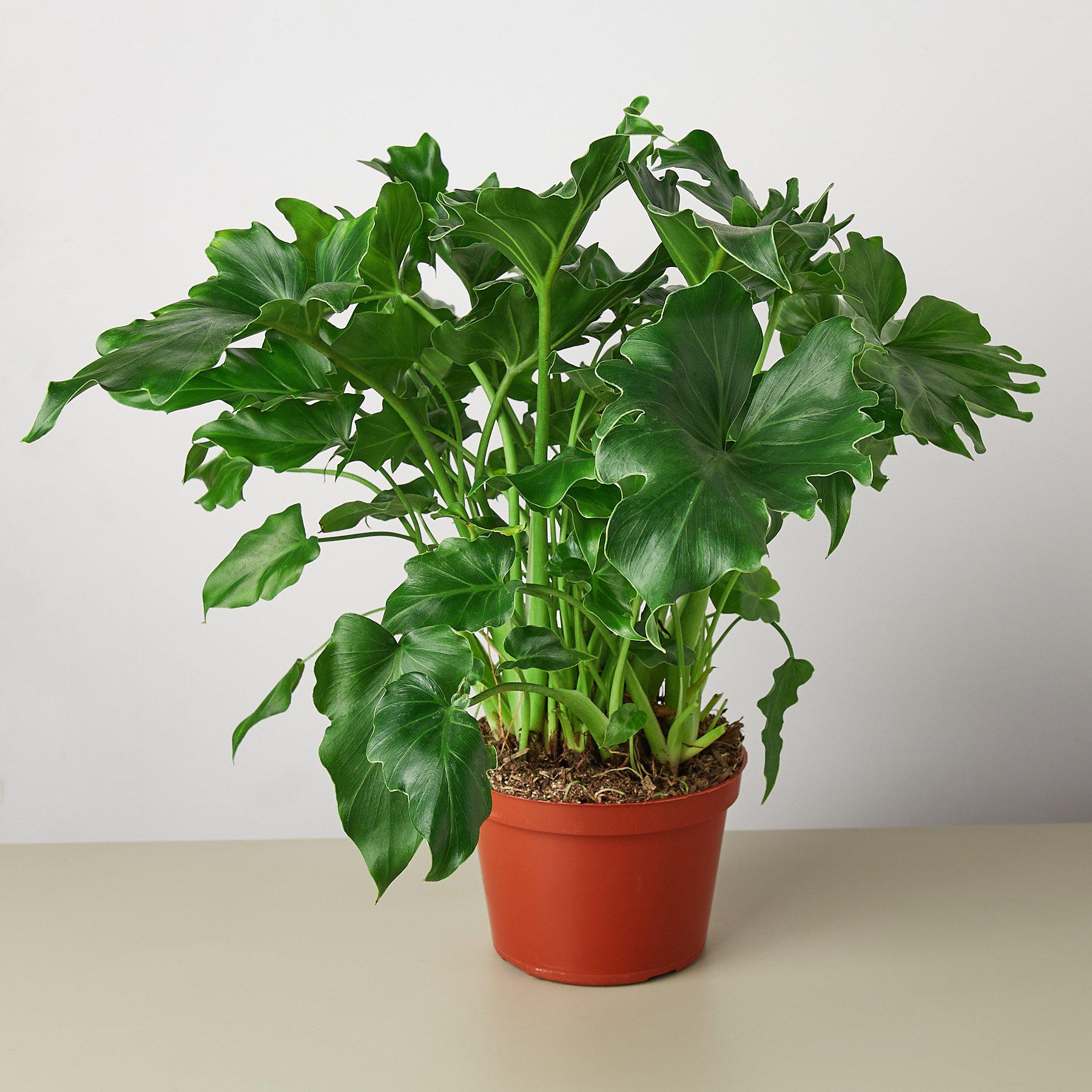Philodendron ‚ÄòLittle Hope'-Indoor Plants-The Succulent Source