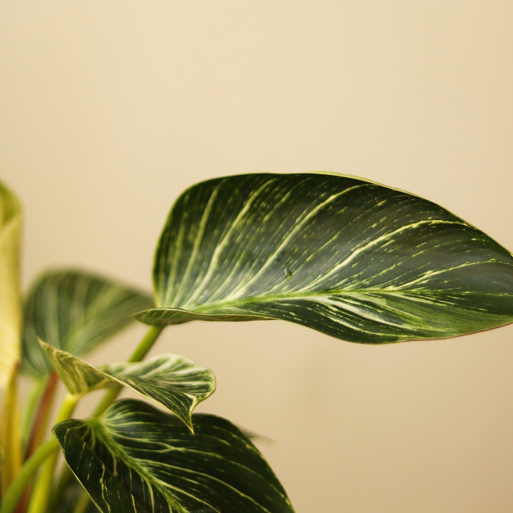 Philodendron 'Birkin' - Tropical Plant with Variegated Foliage-Potted Houseplants-The Succulent Source