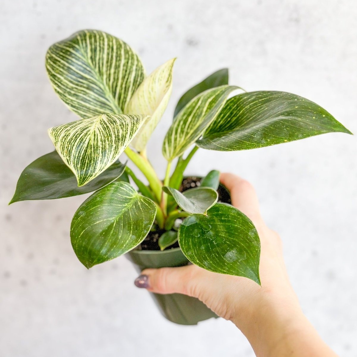 Philodendron 'Birkin' - Tropical Plant with Variegated Foliage-Potted Houseplants-The Succulent Source