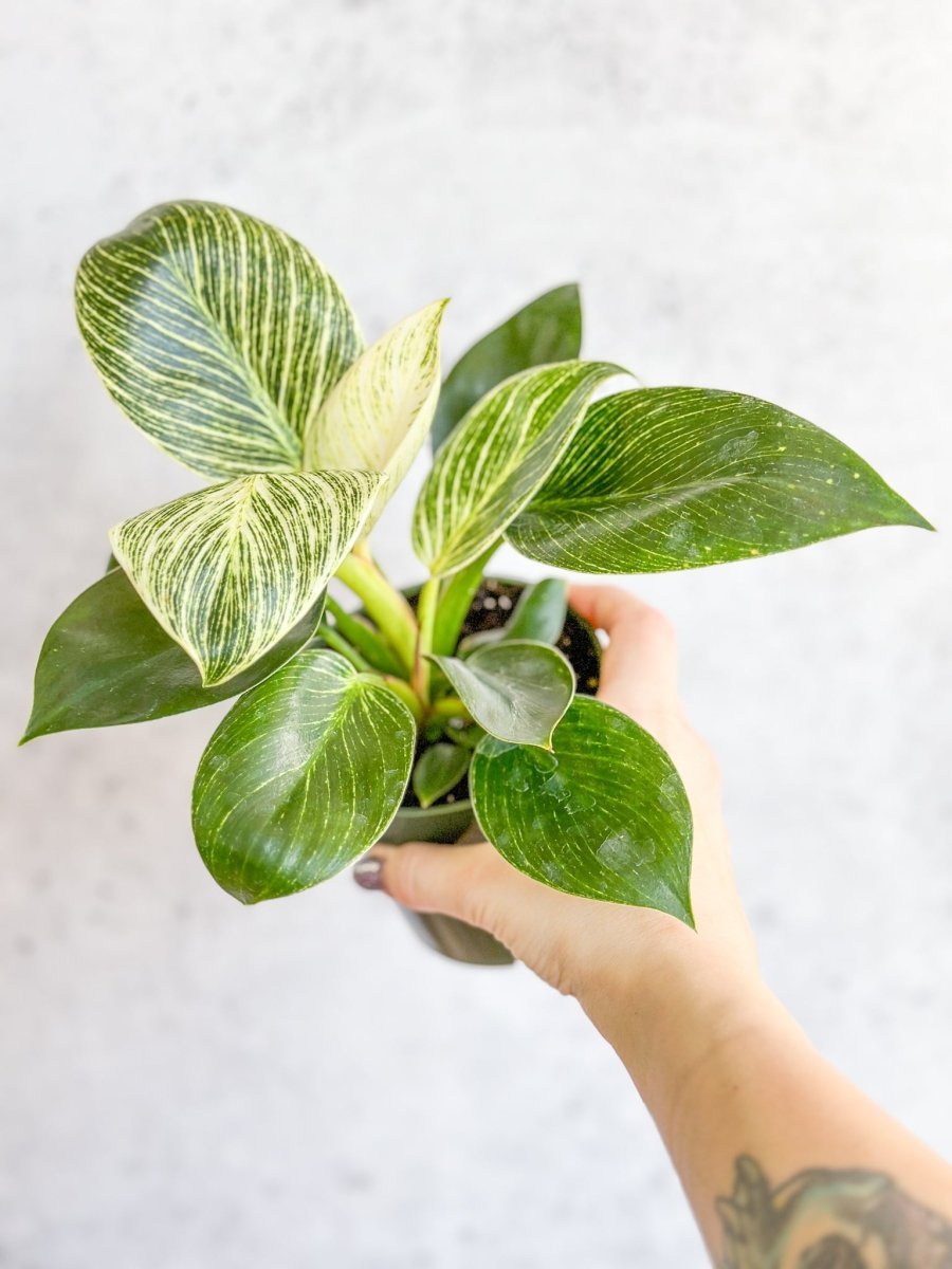 Philodendron 'Birkin' - Tropical Plant with Variegated Foliage-Potted Houseplants-The Succulent Source