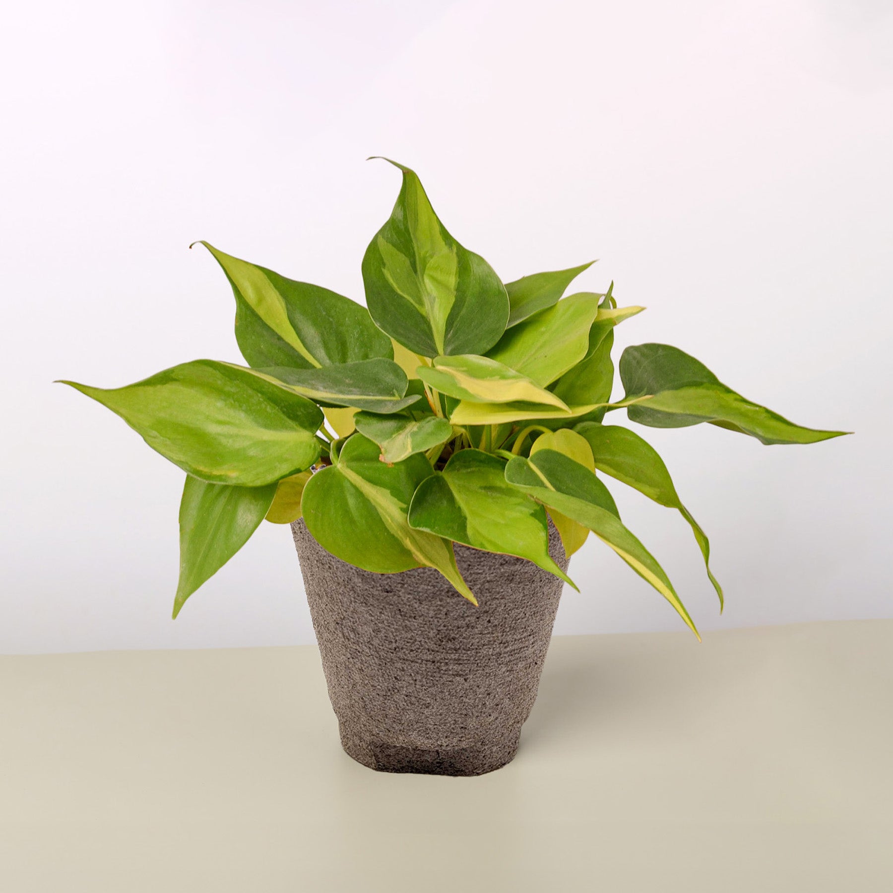 Philodendron 'Brasil'-Indoor Plants-The Succulent Source