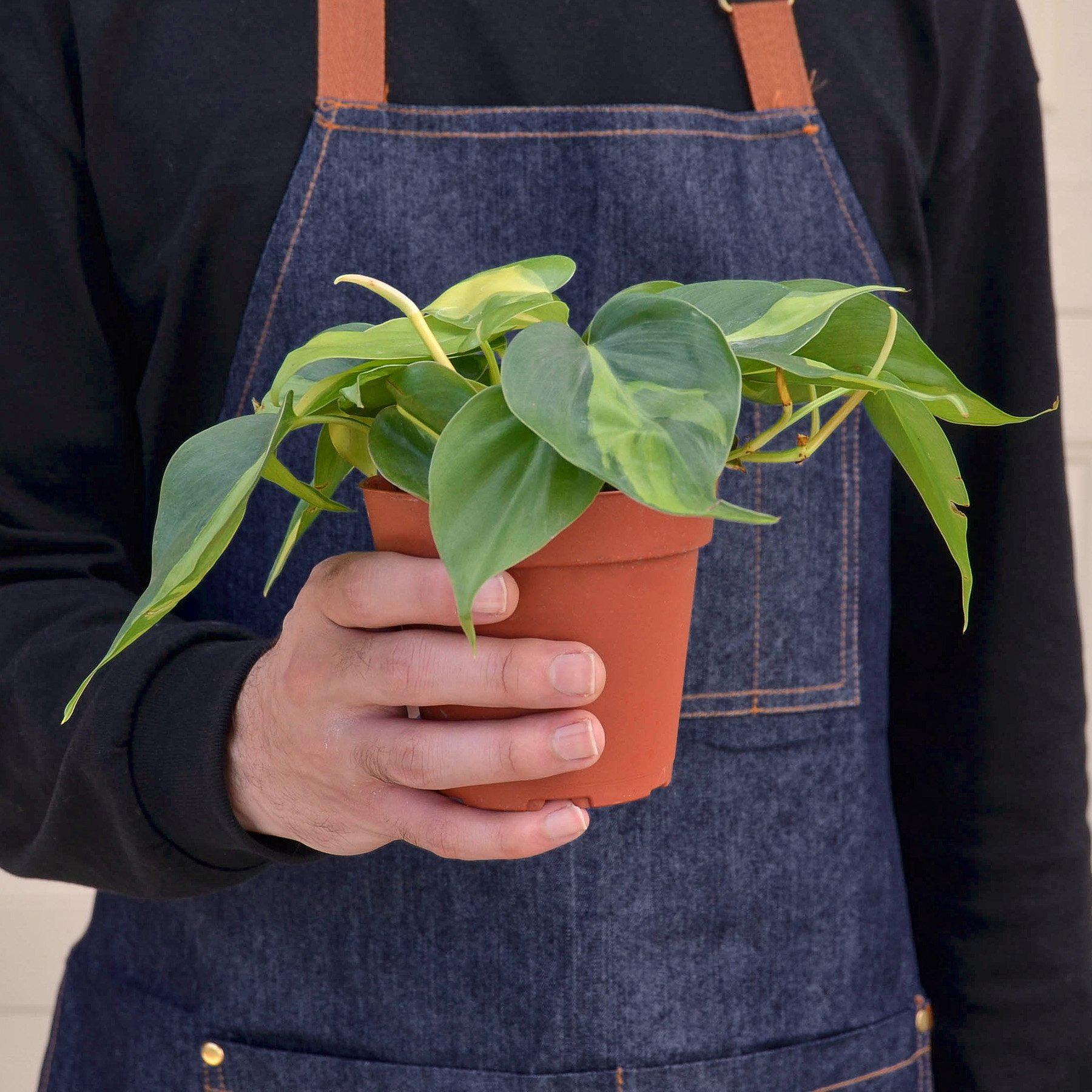 Philodendron 'Brasil'-Indoor Plants-The Succulent Source