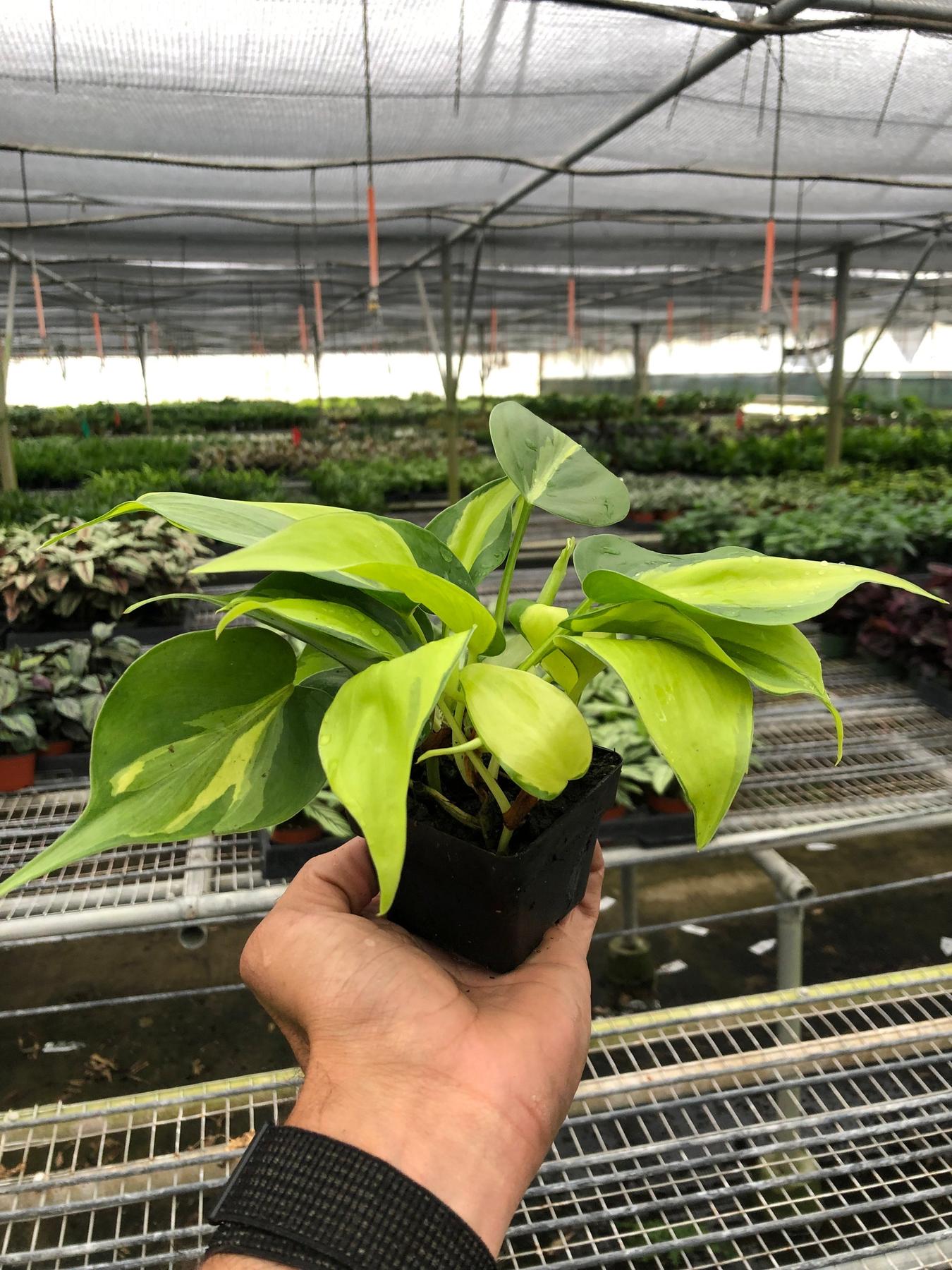 Philodendron 'Brasil'-Indoor Plants-The Succulent Source