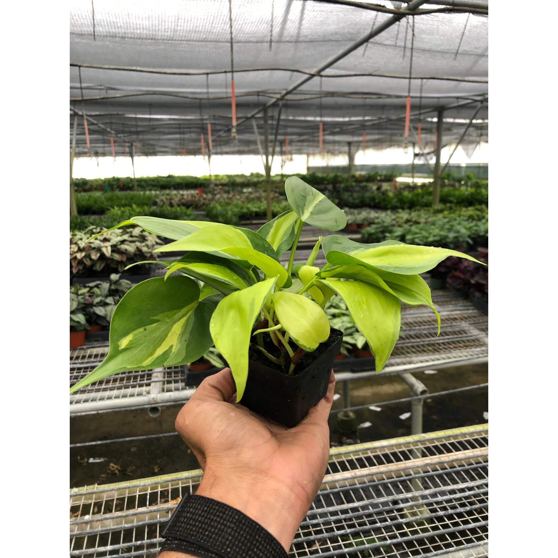 Philodendron 'Brasil'-Indoor Plants-The Succulent Source