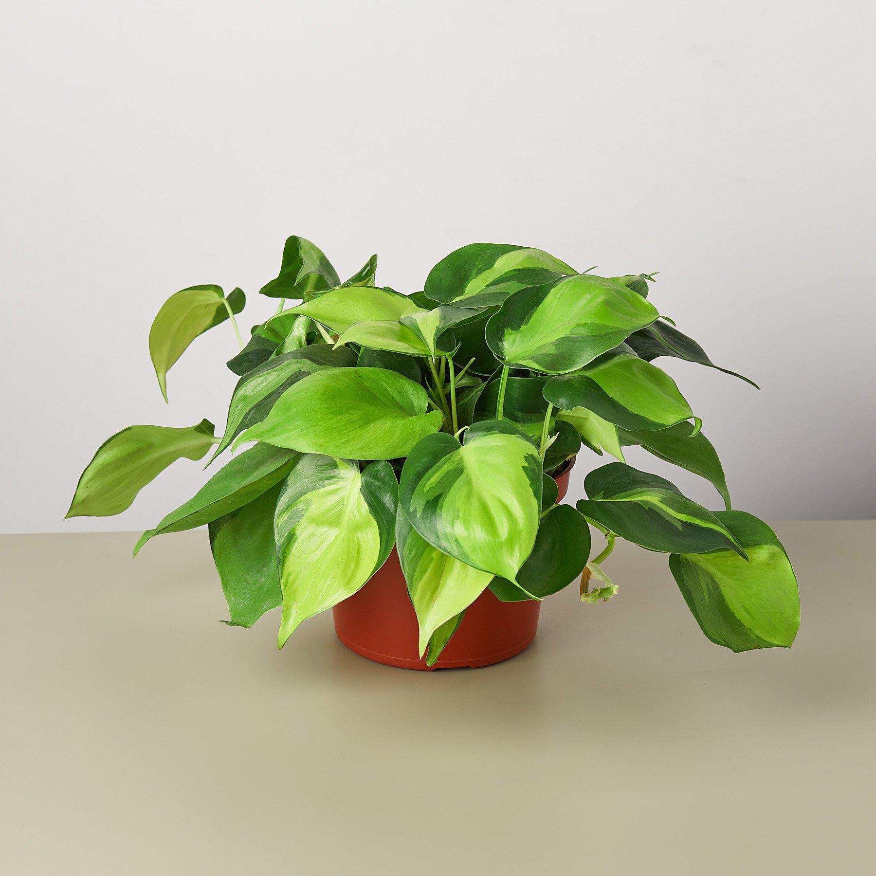 Philodendron 'Brasil'-Indoor Plants-The Succulent Source