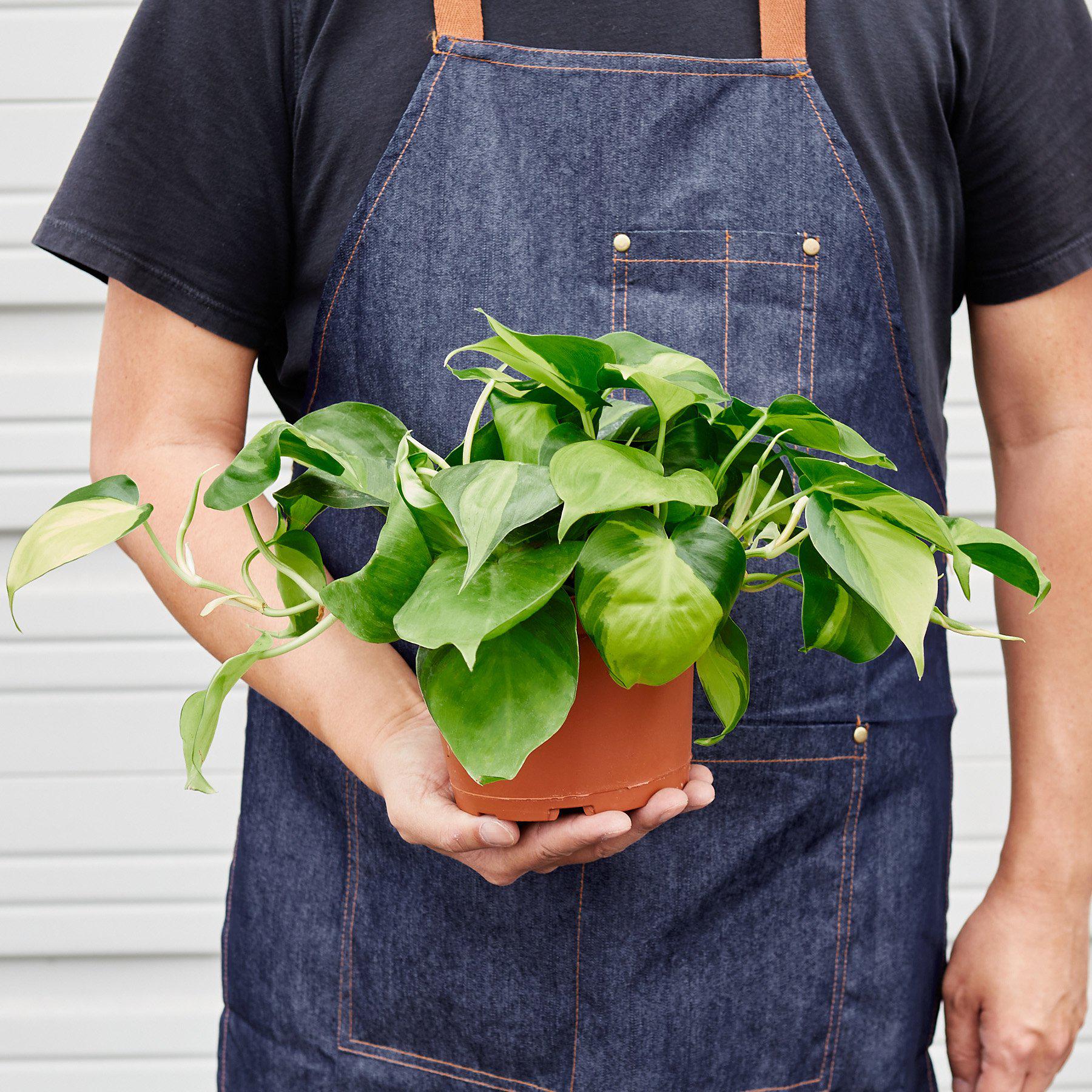 Philodendron 'Brasil'-Indoor Plants-The Succulent Source