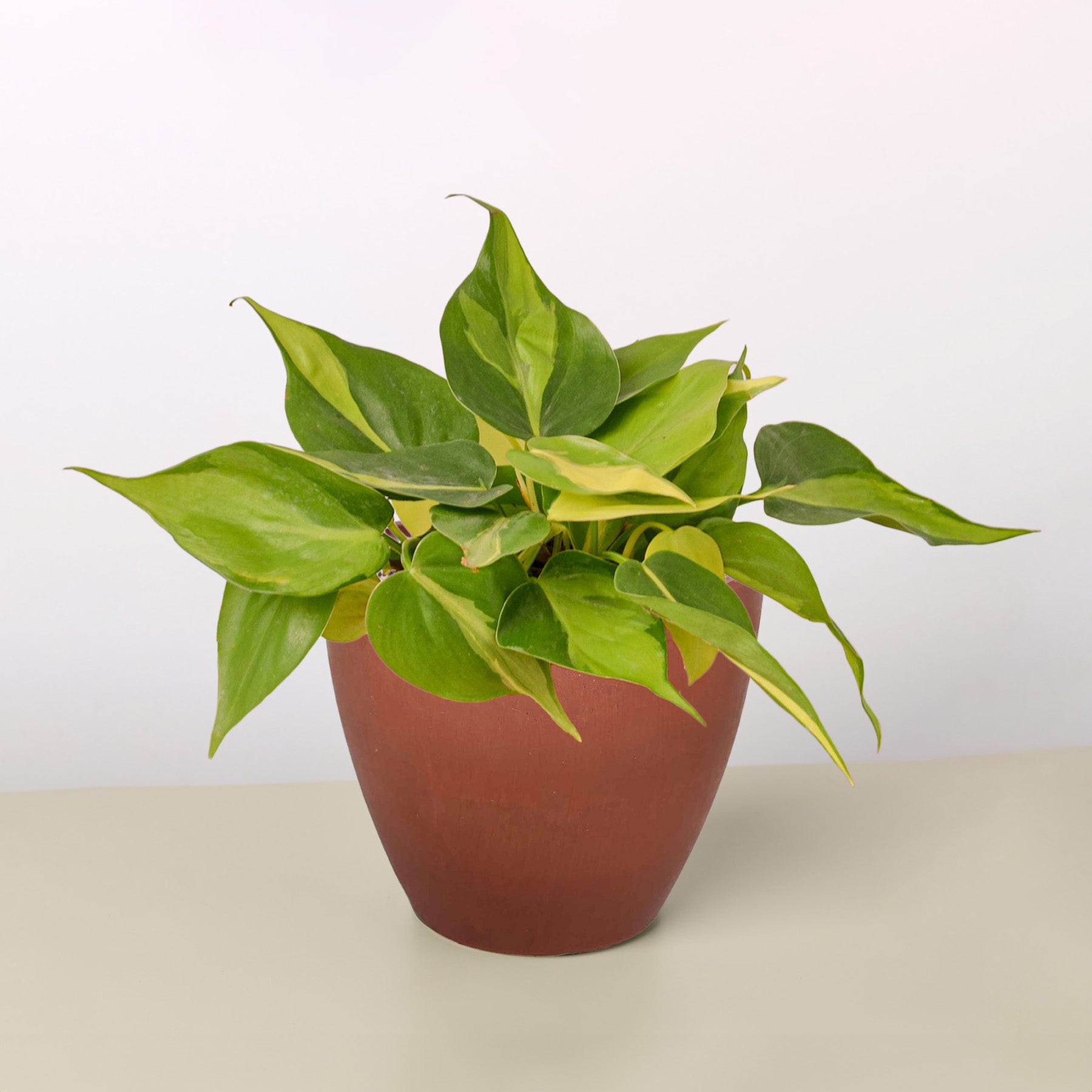Philodendron 'Brasil'-Indoor Plants-The Succulent Source