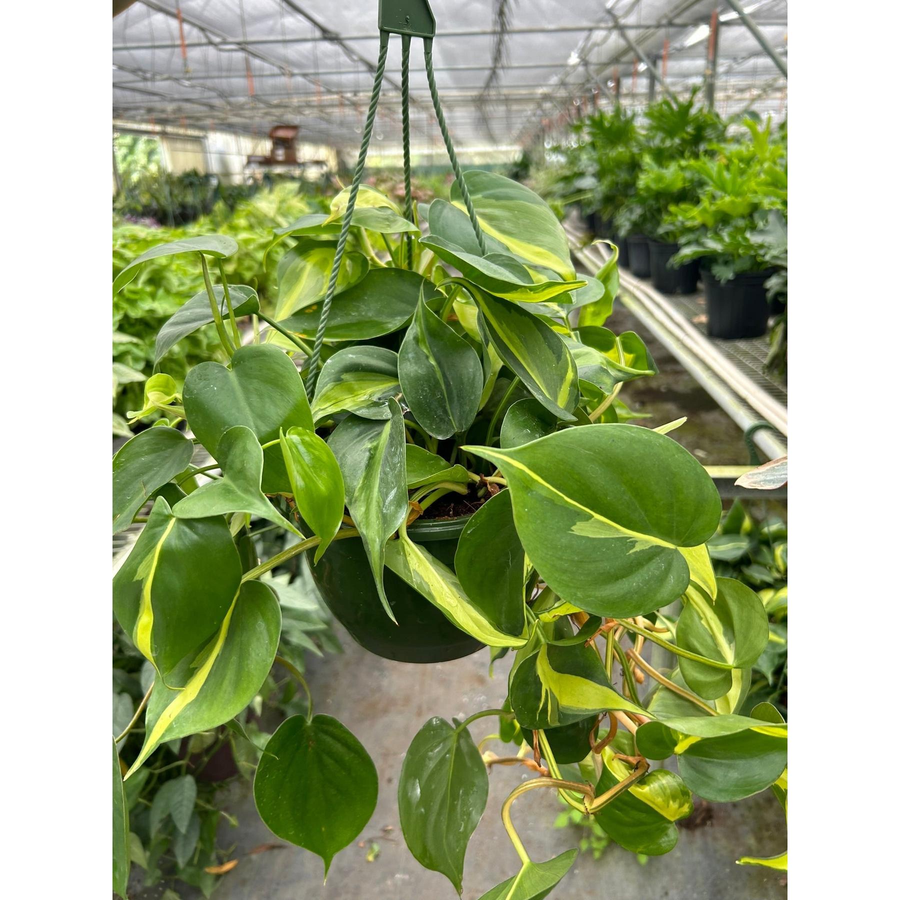 Philodendron 'Brasil'-Indoor Plants-The Succulent Source