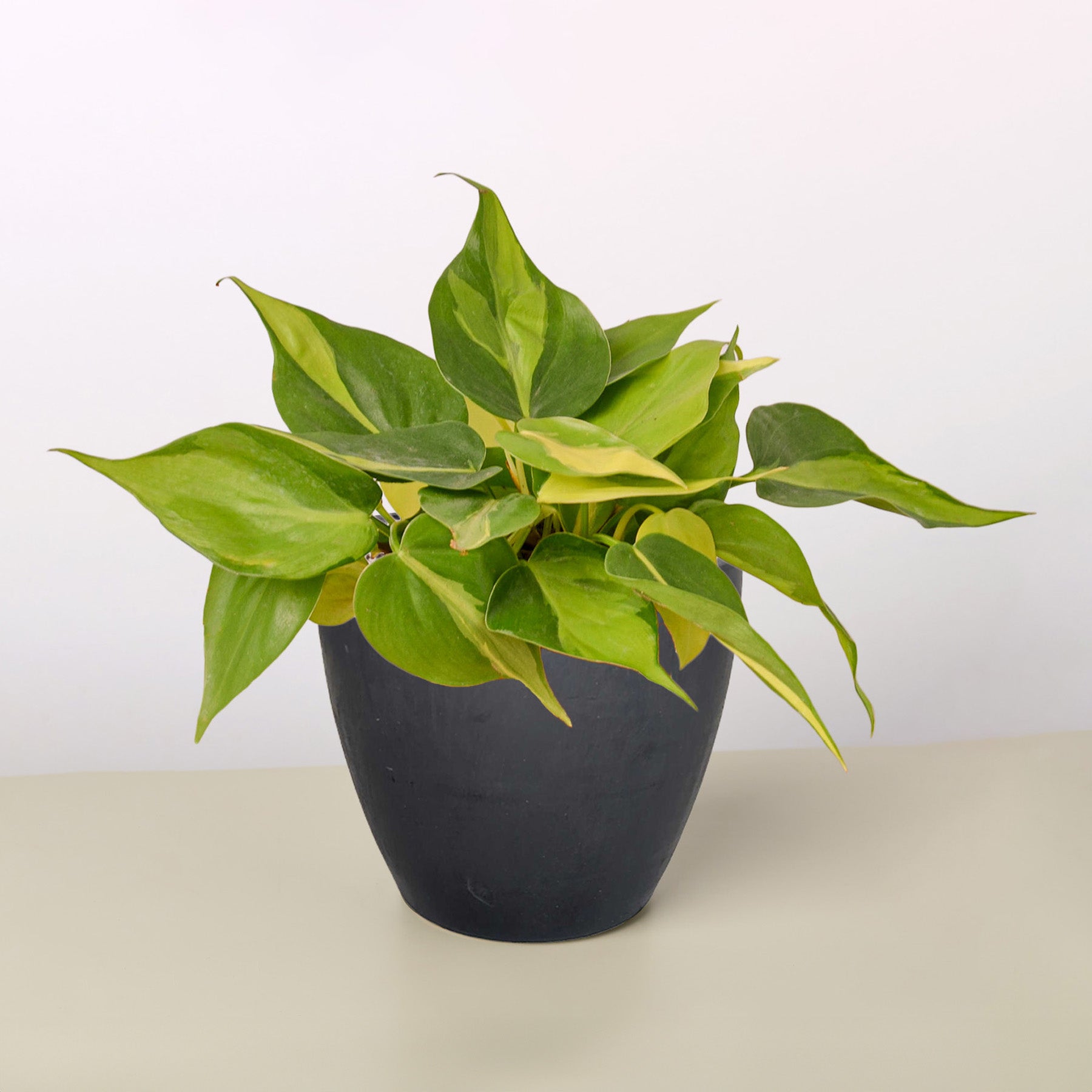 Philodendron 'Brasil'-Indoor Plants-The Succulent Source