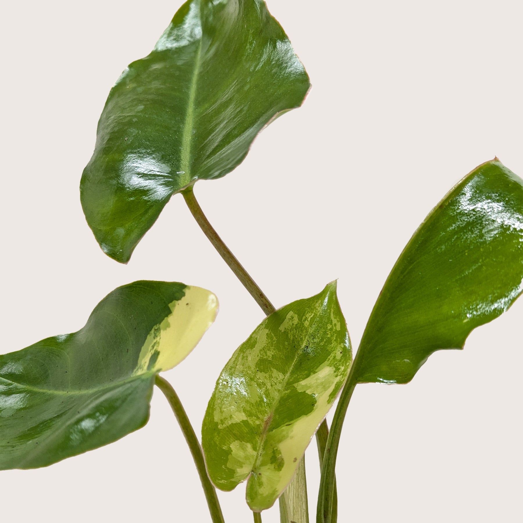 philodendron burle marx albo variegata Philodendron Burle Marx Albo